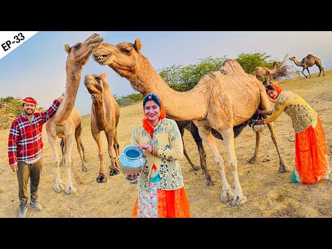 raste me camel 🐪  mile - sharda dudh nikalne lag gyi 😍 katch, Gujarat EP-33