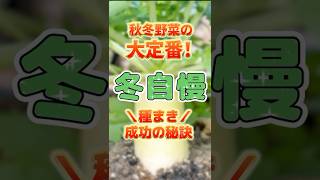 【必見】おすすめの大根品種！冬自慢を徹底解説！【農園ライフ】