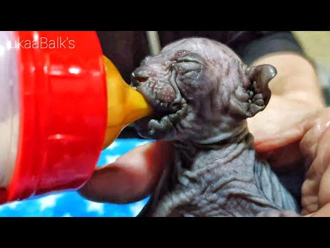 Cute Newborn Kittens Feeding by Bottle 🍼 SPHYNX CATS 💞