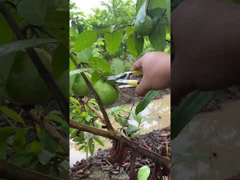 Beautiful Nature with Rural Life (P17) - Amazing guava garden