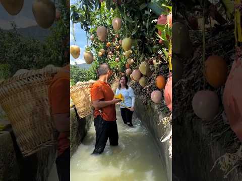 Why they will cut all mango trees #shorts #ytshorts