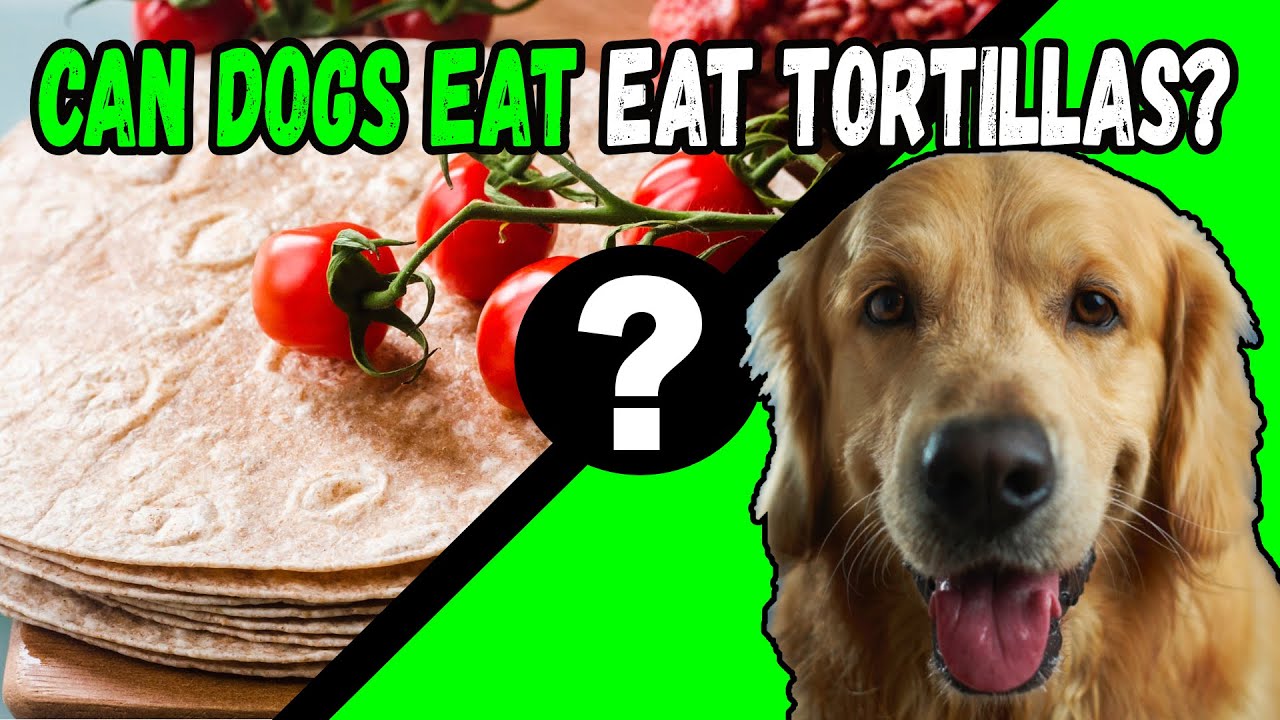 Can Dogs Eat Tortillas