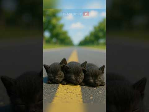 The Sad Life of Some Black Kittens.๐ข๐ #kitten
