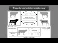 Crossbreeding Concepts in Cattle