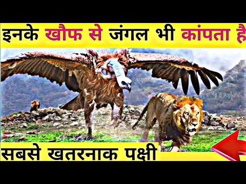 इन खतरनाक पक्षियों से जंगल भी कांपता है। Deadliest Bird's in the World।sabse khatarnak pakshi