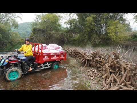 Young girl farm in the forest - Harvest 1000kg of cassava transport by 4-wheeled Trucks to sell