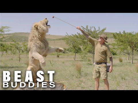 I Have 7 Lions And They've Tried To Kill Me | BEAST BUDDIES