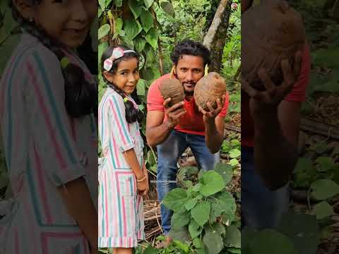 മുളച്ച തേങ്ങയെ പൊളിച്ചെടുത്തപ്പോൾ🥥 🤩🔥#short #shorts