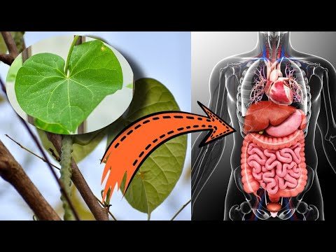 80 सालो तक बीमार नहीं पड़ने देगा ? बस 2 बूंद काफी है सूखी जीवन बिताने के लिए //