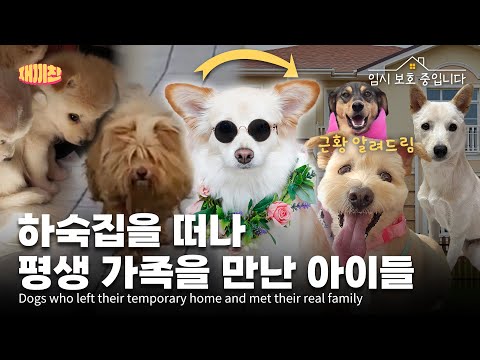 임시보호중이였던 친구들이 가족을 찾았습니다 근황 보러오세요 Puppies that were in foster care got adopted Come see their recent