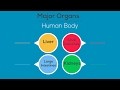 Human Body Organ Functions