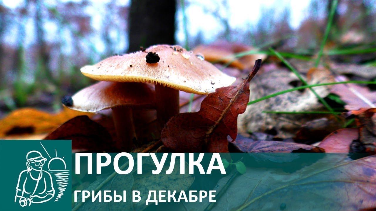 Прогулка для здоровья грибы в декабре террикон
