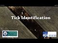 Understanding Ticks in Maine