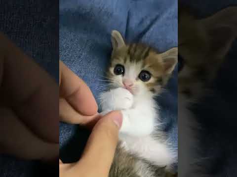 WOW LOOK At These Sweet Kitten Cute Kitty Cats Shorts Videos 😺😘😘 -EPS1186 #cutenessoverload