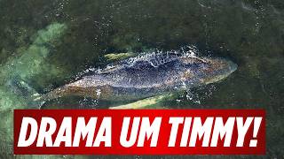 EXPERTEN GEBEN BUCKELWAL TIMMY AUF! HEFTIGE KRITIK GEGEN HELFER!