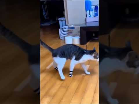 Funny cat🤣🤣#PetTok #FunnyPets #Cat #CatTok #catlover #petfyp #foryou #funny #funnyvideos #usa