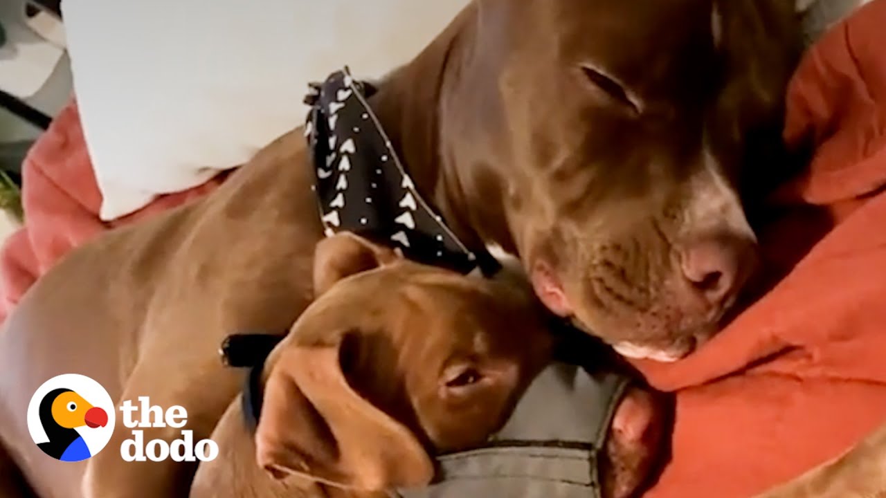 Pittie Begs His Mom To Keep A Pittie Puppy Half His Size Pittie Nation
