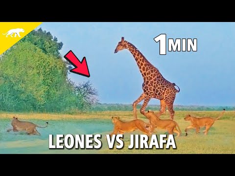 La Fuga Inesperada: Una Jirafa Escapa de una Manada de Leones" EN 1 MINUTO