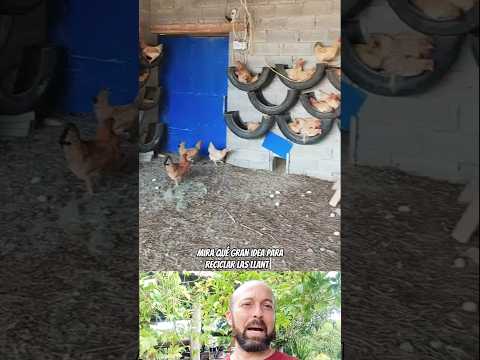 ♻️🐔 ¡Transforma llantas usadas en cómodos nidos para tus gallinas! #EcoNidos #ReciclajeCreativo