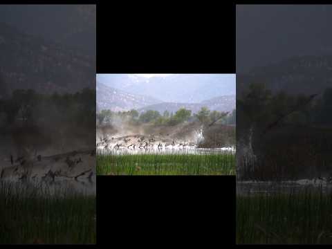 Thousands of goose  trap in Rocket net #chasse #birdhunting #birds #birdswatching #net #trap