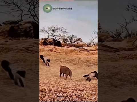 Wild Cat Faces Off Against Two Honey Badgers – Unbelievable Showdown in the Wild