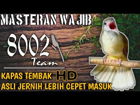 masteran kapas tembak jernih mudah ditirukan