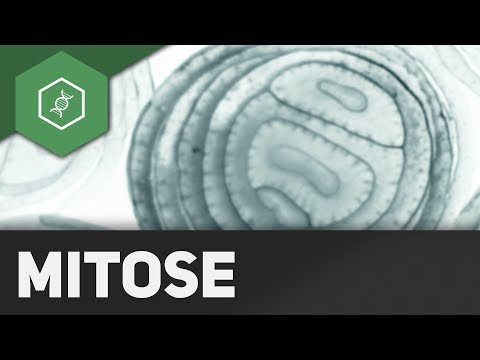 Mitose - REMAKE