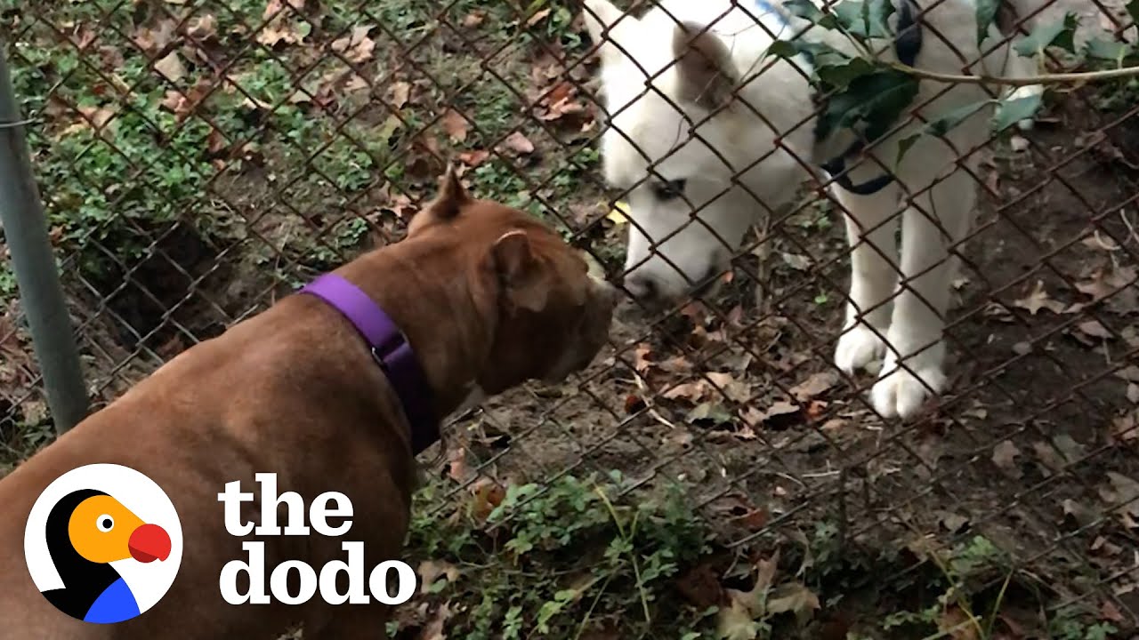 Pittie Wasn't Allowed Around Dogs Becomes Best Friends With Dog Neighbor Pittie Nation