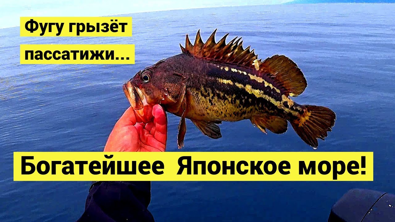 Богатейшее Японское море! Фугу, батимастер, марулька, шлемоносец, окунь штейндахнера и прочие