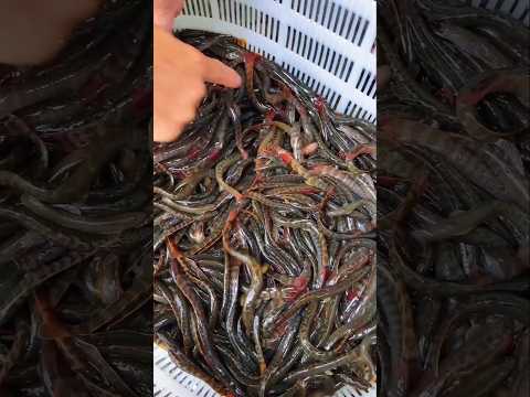 Dikira Belut Ternyata Ini Adalah Ikan Loach!