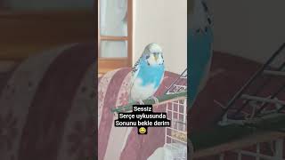 serçe 1.. ABONE.. LİKE AT. YORUM yap. #comedy #edit  #komikhayvanlar #keşfet #muhabbetkuşu #animals
