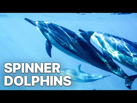 Spinner Dolphins | Full Documentary