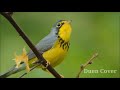 Nature Sounds Quiz