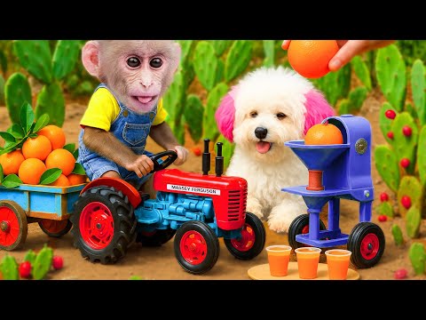 A Day Full Obi Monkey & Puppy Dog of Fruit and Friendship | ANIMALS LIFE