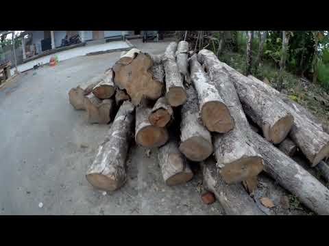 Review kayu murah untung melimpah buat meubel untuk tukang kayu pemula #tukangpemula #woodworking