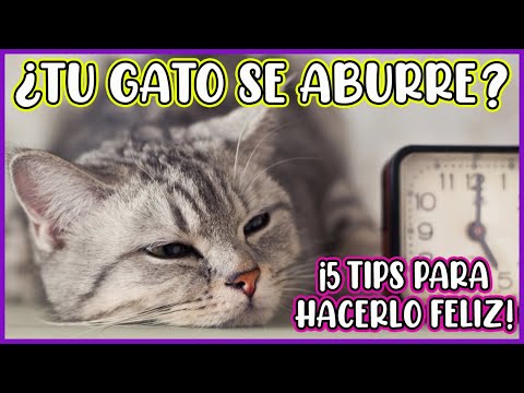 ¿Tu GATO está ABURRIDO en CASA? PRUEBA estas IDEAS para HACERLO más FELIZ - SiamCatChannel