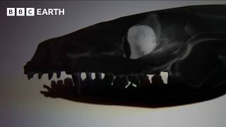 YouTube video thumbnail: The Surprising Link Between Your Jaw and Ears