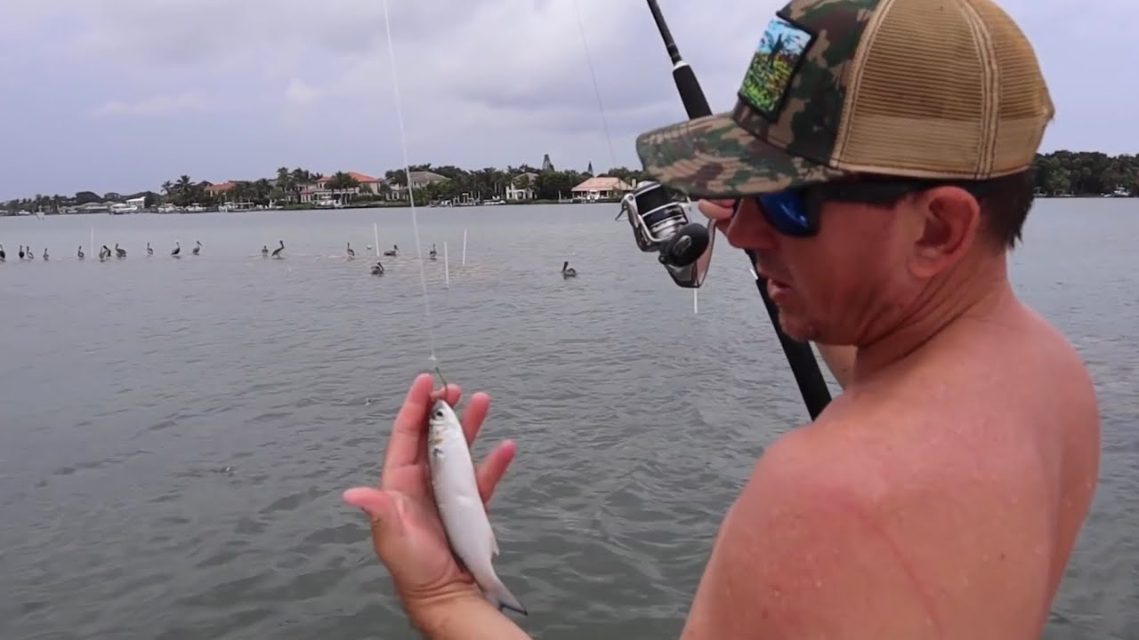 FINGER MULLET Catch, Clean & Cook ( COOKING OUR BAIT) featuring SETH McGINN - Bluegabe