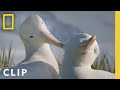 Challenges and Relationships of Albatrosses