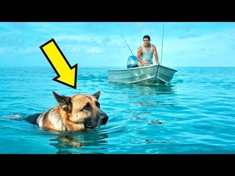 Lalaking Nakakita ng German Shepherd na Lumalangoy 135 Milya sa Dagat, May Nangyaring Himala