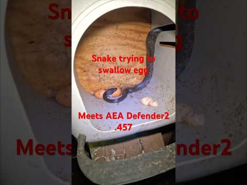 No more Egg thief #aea #defender2 #airgun #457 #education