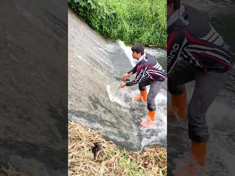 Madami palang isda ang nahuhulog galing sa loob ng dam #tilapia #amazing