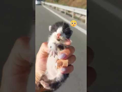 Stop buang kucing di tol🥺‼️mereka juga berhak hidup dengan aman dan nyaman
