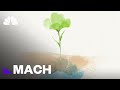 Understanding Photosynthesis
