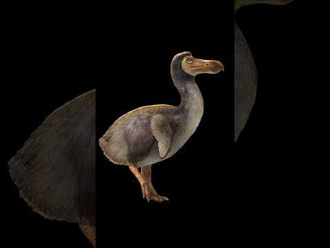 The Last Dodo