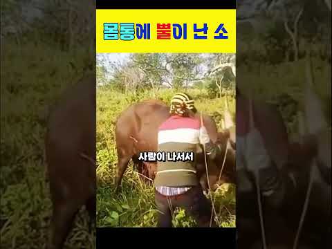 몸통에 뿔이 난 소