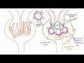 Kidney Filtration and Cell Types