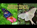Butterflies and Moths Characteristics