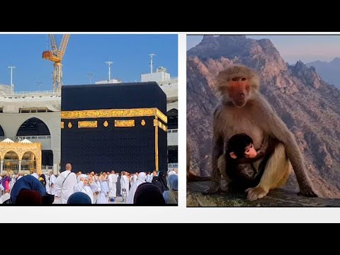 PULANG DR UMROH,MAMPIR DI KOTA AL THAIF,BUAT LIAT MONYET PART 2