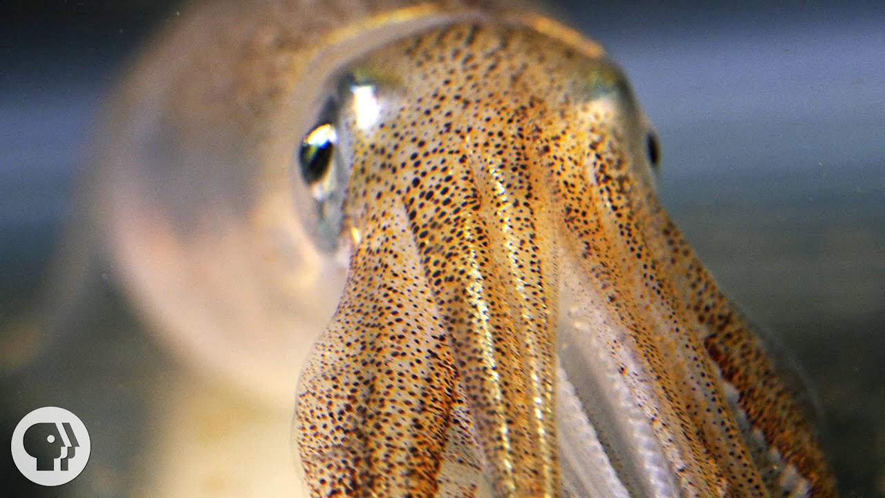 You're Not Hallucinating. That's Just Squid Skin